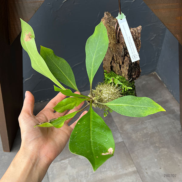 ミルメコディア:プラティティレア(brown petioles) 板付け