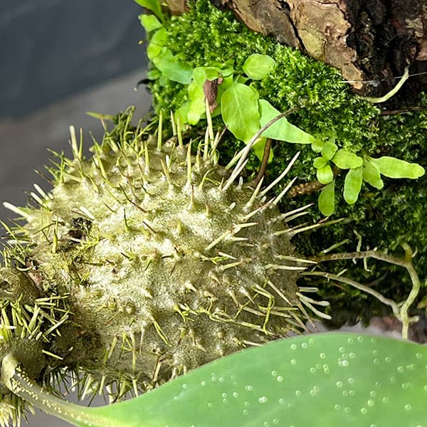 ミルメコディア:プラティティレア(brown petioles) 板付け