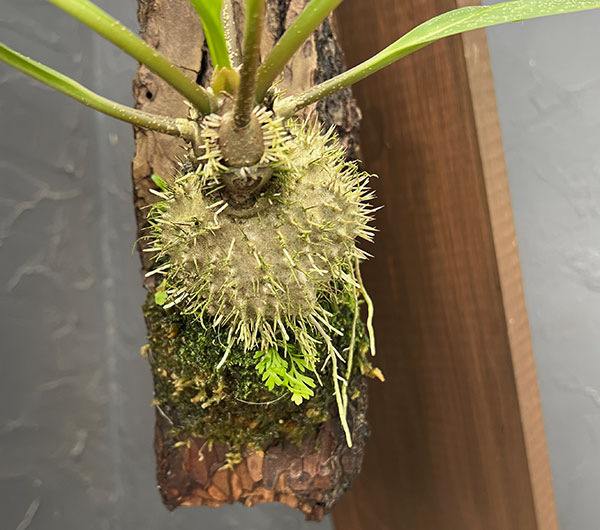 ミルメコディア:プラティティレア(brown petioles) 板付け