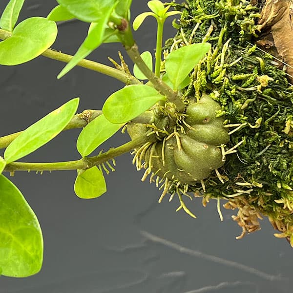 ヒドノフィタム:sp.aff.ovatum(国内実生株)板付け