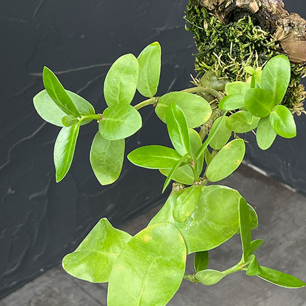 ヒドノフィタム:sp.aff.ovatum(国内実生株)板付け