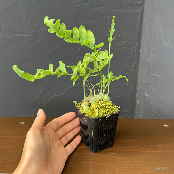 レカノプテリス:デパリオイデス 2.5号