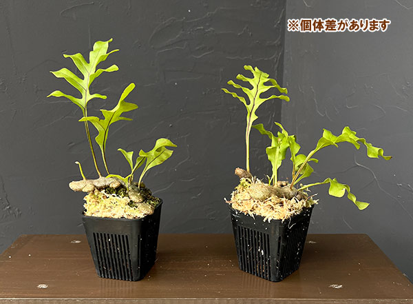 レカノプテリス:クルスタセア 3号