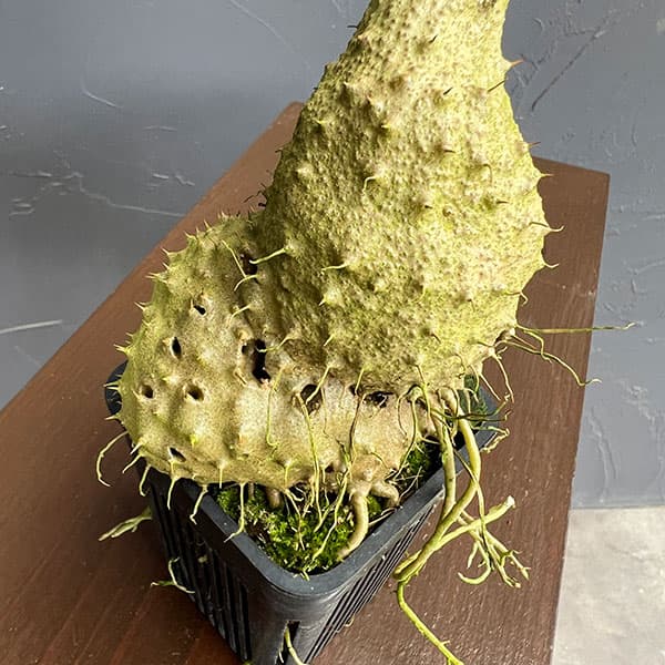 ミルメコディア:cfツベローサ ランセオラータ(大株・国内実生株) 2号鉢植え
