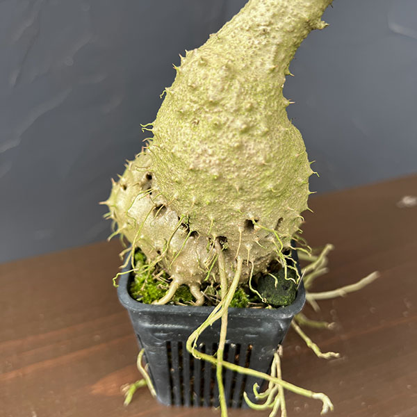 ミルメコディア:cfツベローサ ランセオラータ(大株・国内実生株) 2号鉢植え