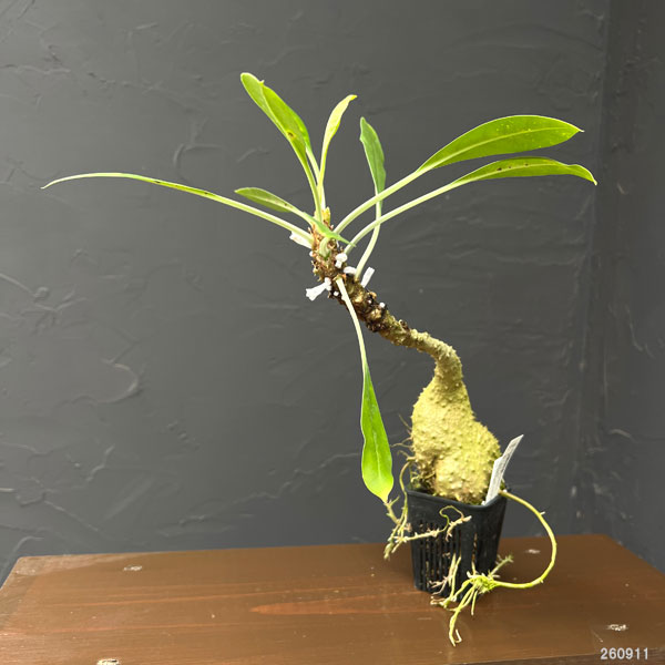 ミルメコディア：cfツベローサ　ランセオラータ（大株・国内実生株）　２号鉢植え