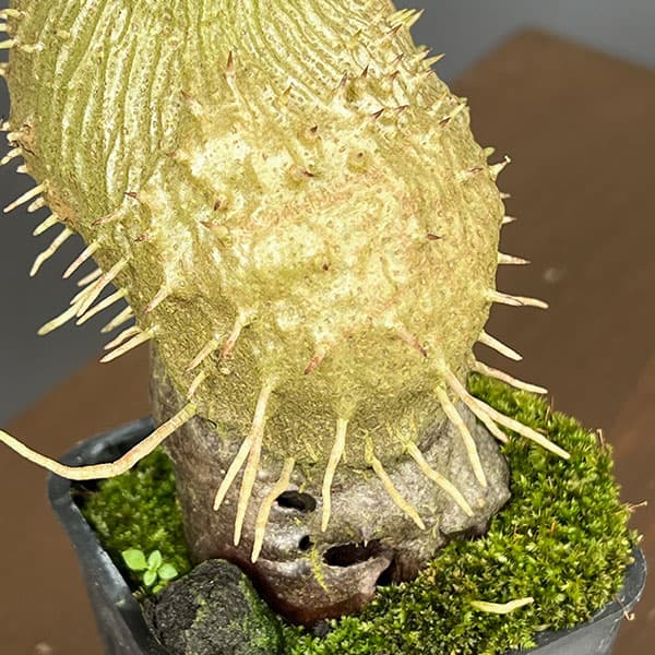 ミルメコディア:sp.Lake Kutubu、PNG(AW)(大株・国内実生株)2.5号