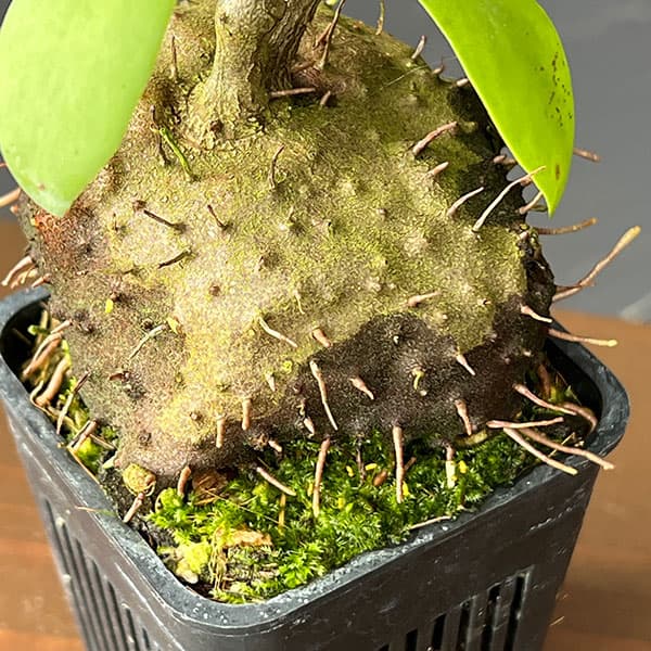 ヒドノフィツム:sp.(spiny caudex)(国内実生・大株)2.5号