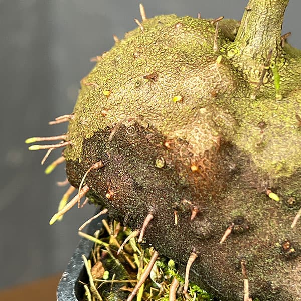 ヒドノフィツム:sp.(spiny caudex)(国内実生・大株)2.5号