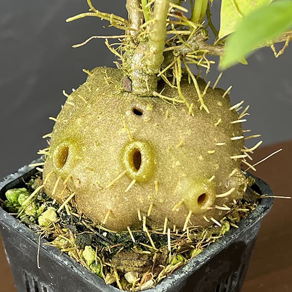 ヒドノフィツム:spec.(roundish caudex)(国内実生・大株)2.5号