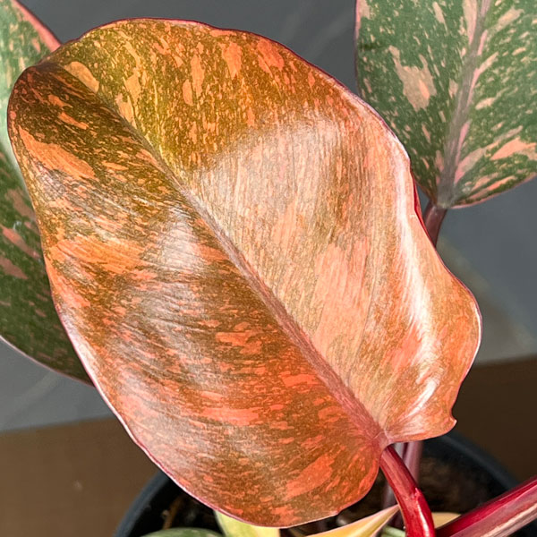 フィロデンドロン:オレンジプリンセス 4号鉢植え