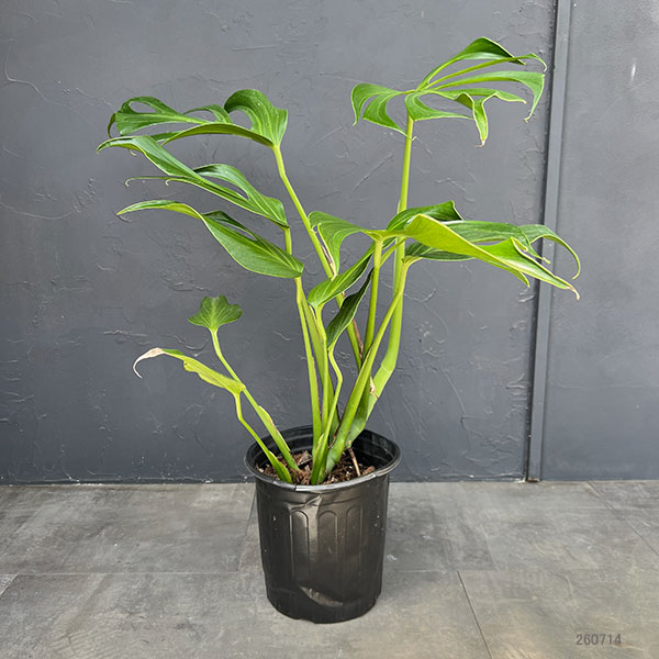 モンステラ：バールマルクスフレーム　6号鉢植え