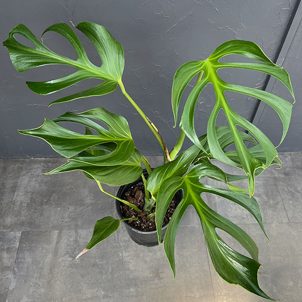 モンステラ：バールマルクスフレーム　6号鉢植え