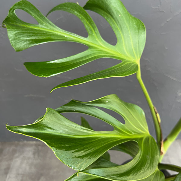 モンステラ：バールマルクスフレーム　6号鉢植え