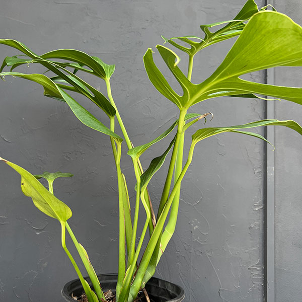 モンステラ：バールマルクスフレーム　6号鉢植え