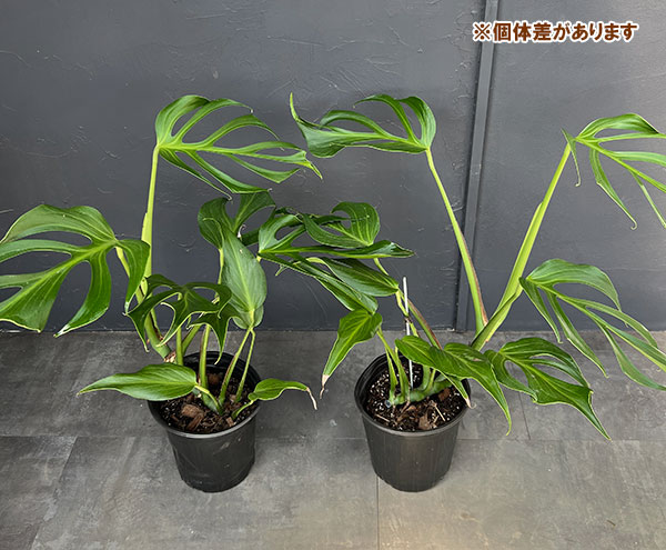 モンステラ：バールマルクスフレーム　6号鉢植え