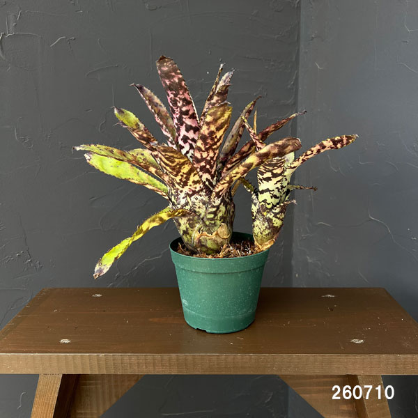 エクメア:オーランディアナ 4号鉢植え