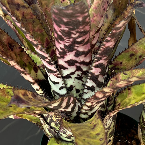 エクメア:オーランディアナ 4号鉢植え