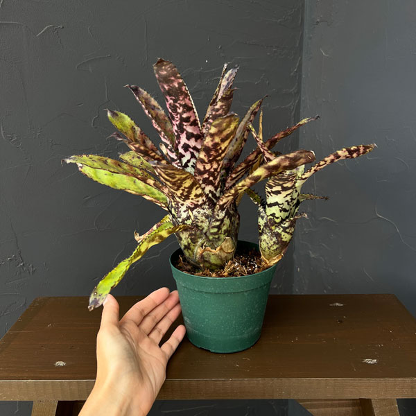 エクメア:オーランディアナ 4号鉢植え