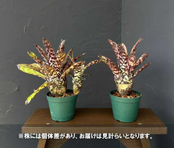エクメア:オーランディアナ 4号鉢植え