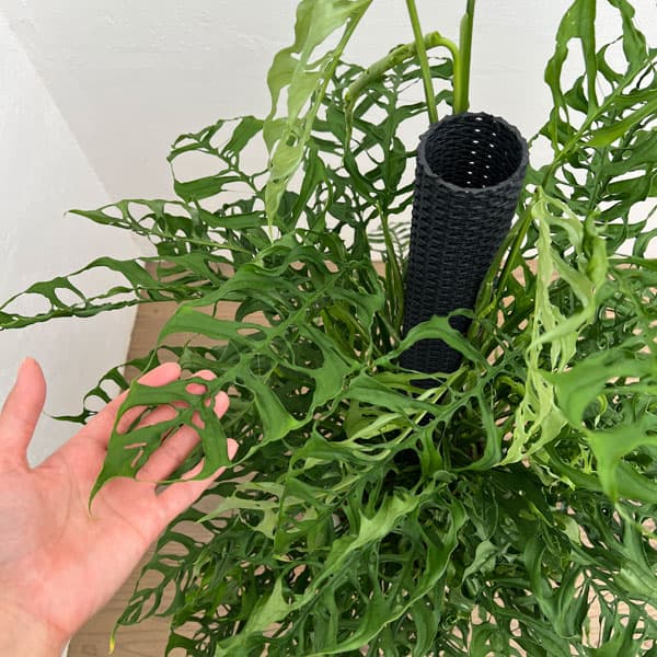 モンステラ：オブリクア　ペルー　8号鉢植え