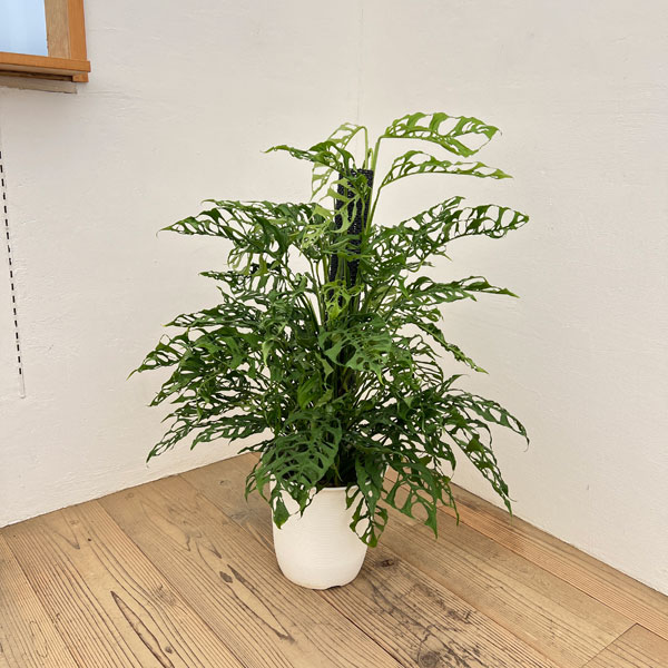 モンステラ：オブリクア　ペルー　8号鉢植え