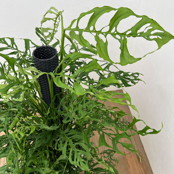 モンステラ：オブリクア　ペルー　8号鉢植え