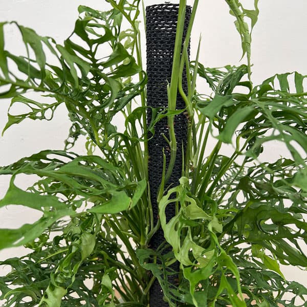 モンステラ：オブリクア　ペルー　8号鉢植え
