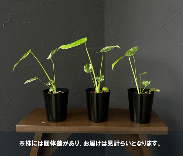 モンステラ:プレイサーゴールド 3号ポット