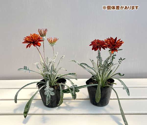 ガザニア:タレント ブロンズ八重3.5号ポット