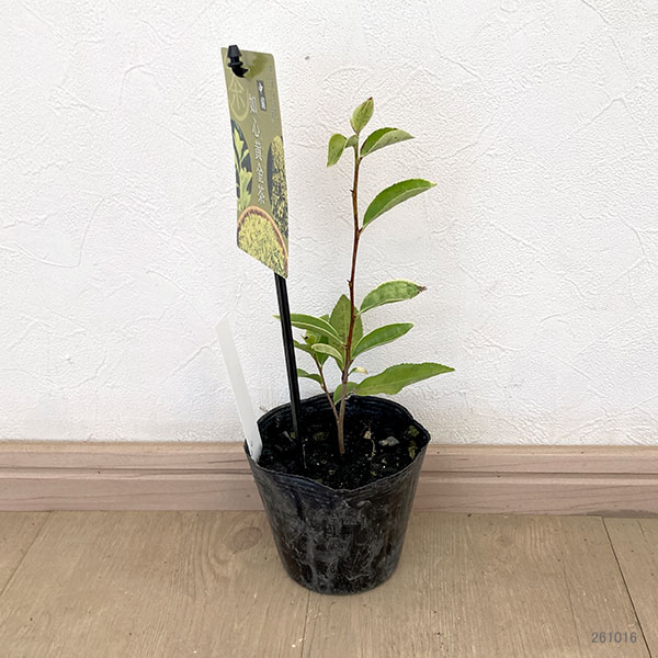チャ(お茶の木):中国如心黄金茶(ちゅうごくじょしんおうごんちゃ)3.5号ポット