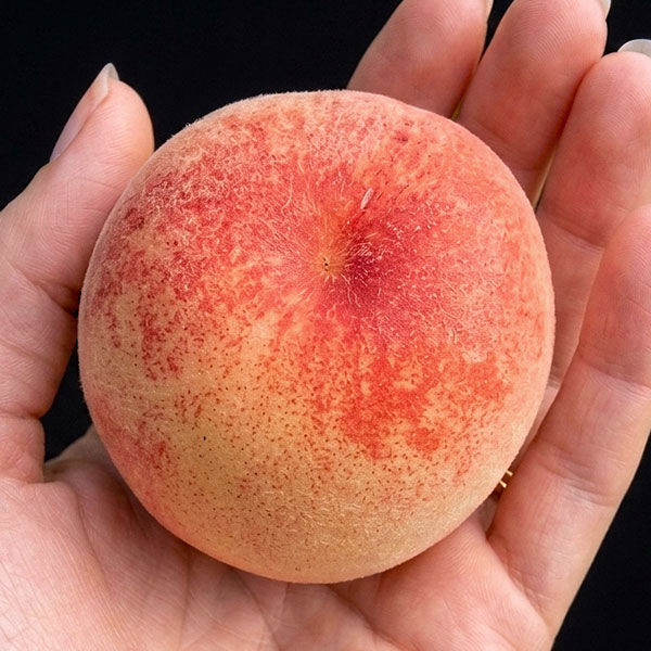 [26年10月中下旬予約]モモ(桃）：ひめまるこ4～5号ポット