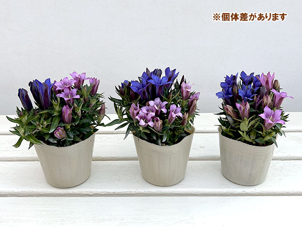 リンドウ：2色植え（ブルー、ピンク）3号ポット