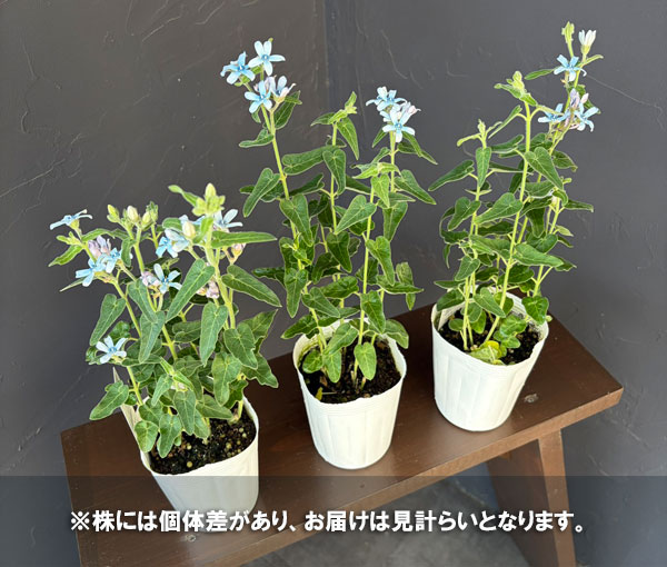 オキシペタラム:ブルースター3.5号ポット*