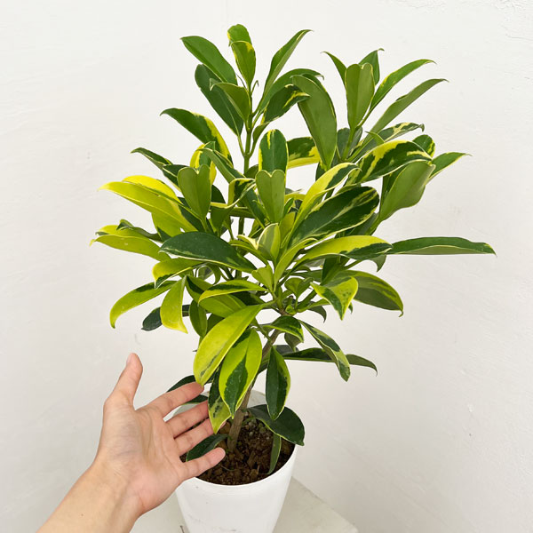 ファグラエア:ベルテロアナ(斑入り)6号鉢植え