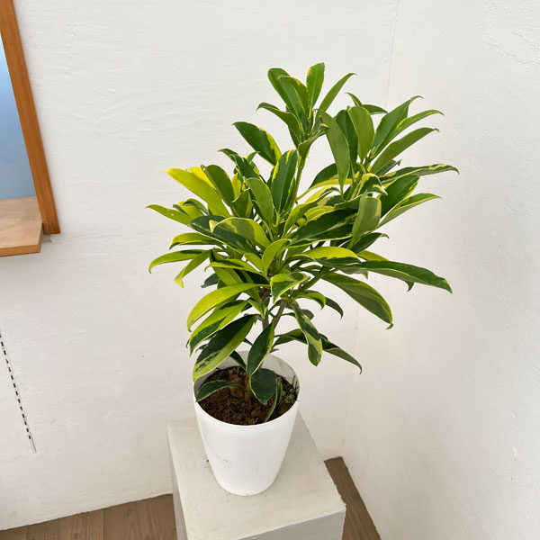 ファグラエア:ベルテロアナ(斑入り)6号鉢植え