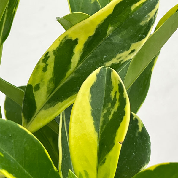 ファグラエア:ベルテロアナ(斑入り)6号鉢植え