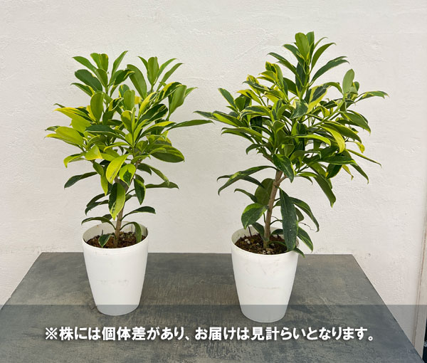 ファグラエア:ベルテロアナ(斑入り)6号鉢植え