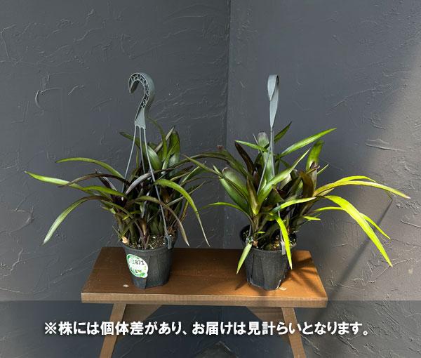ネオレゲリア:ディアブロネグロ 4号吊り鉢