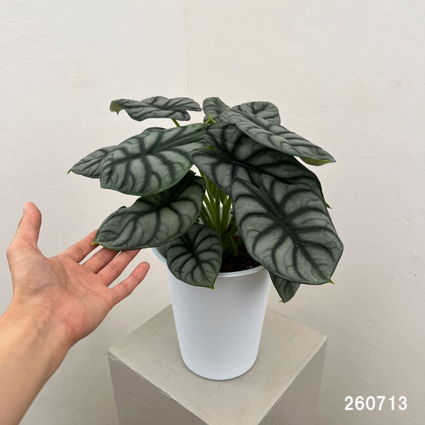 アロカシア：シルバードラゴン　6号鉢植え
