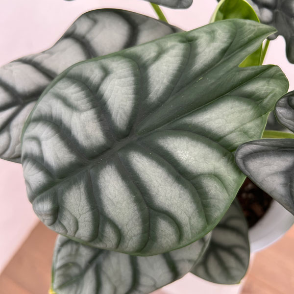 アロカシア：シルバードラゴン　6号鉢植え