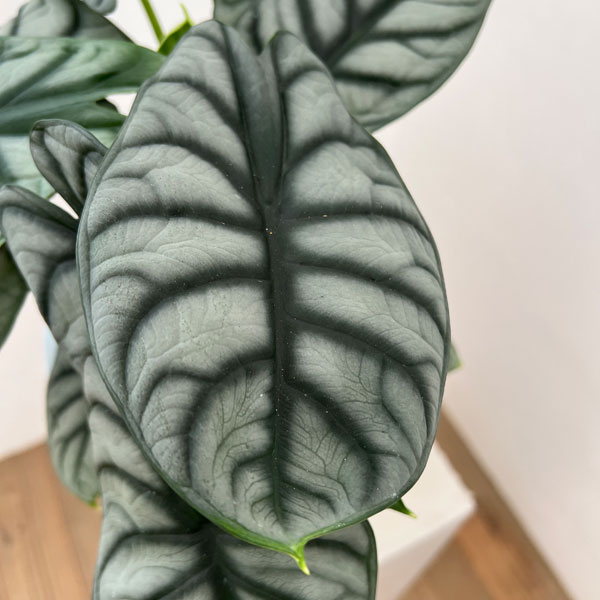アロカシア：シルバードラゴン　6号鉢植え