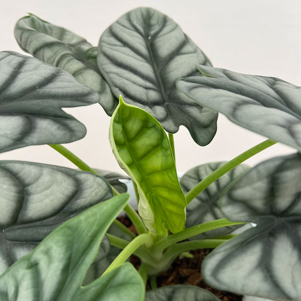 アロカシア：シルバードラゴン　6号鉢植え
