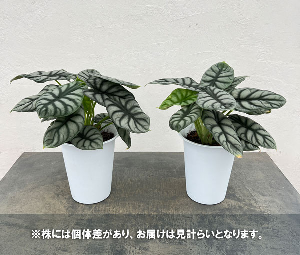 アロカシア：シルバードラゴン　6号鉢植え