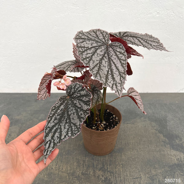 ベゴニア:アキ 4鉢植え
