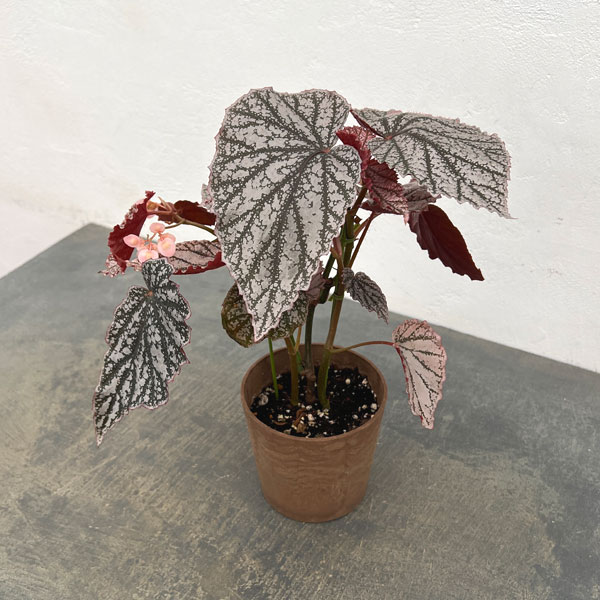 ベゴニア:アキ 4鉢植え