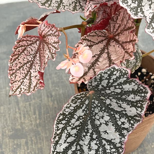 ベゴニア:アキ 4鉢植え