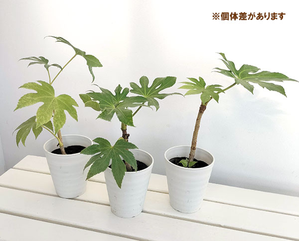(わけあり特価)ヤツデ4号ポット