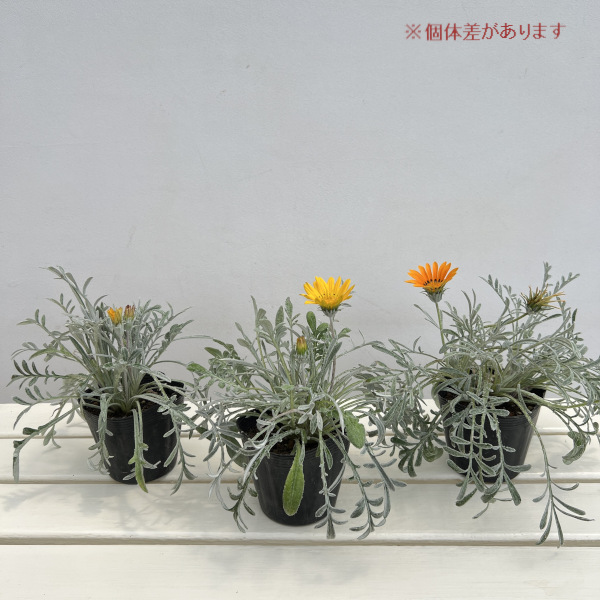 ガザニア:タレント 花色ミックス咲き(色見計らい)3.5号ポット