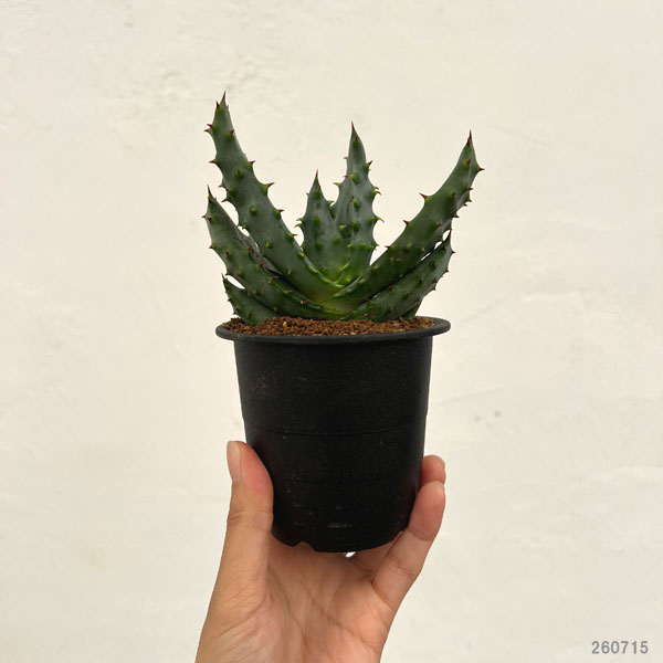 アロエ：アクレアータ　3号鉢植え